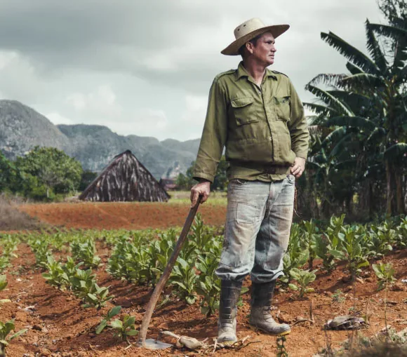 A riqueza que cresce de baixo para cima: quem planta, colhe — e conta.